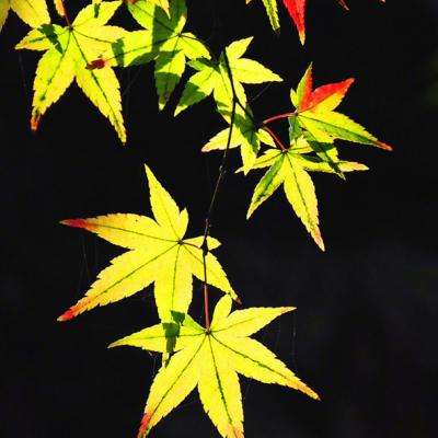 美国国防部与多家大型防务承包商达成协议 将大幅提高关键武器产量